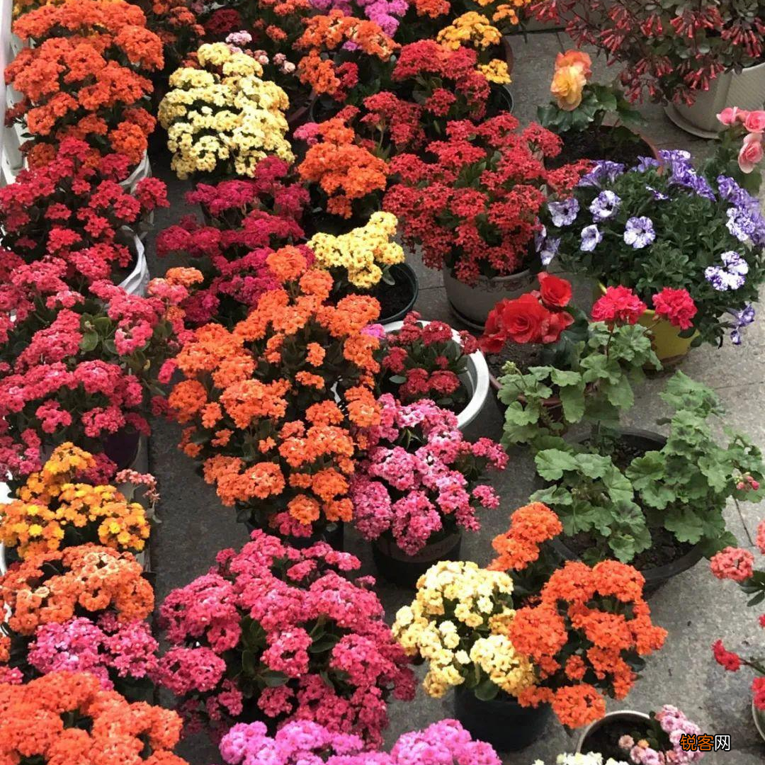 10种“吉利花” 十种旺财又旺宅的植物