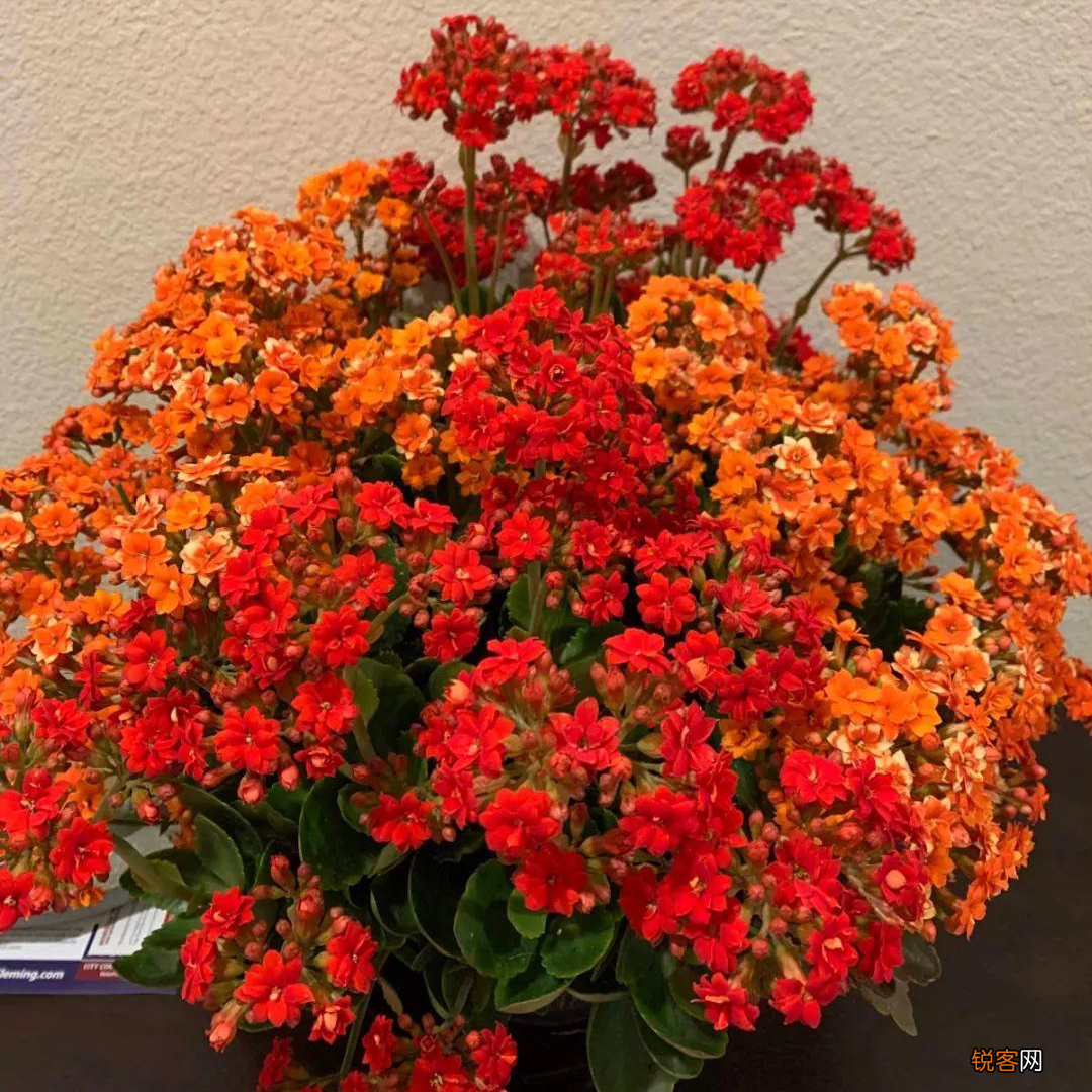 10种“吉利花” 十种旺财又旺宅的植物