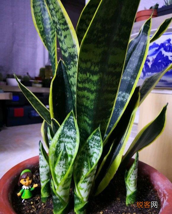 10种“吉利花” 十种旺财又旺宅的植物