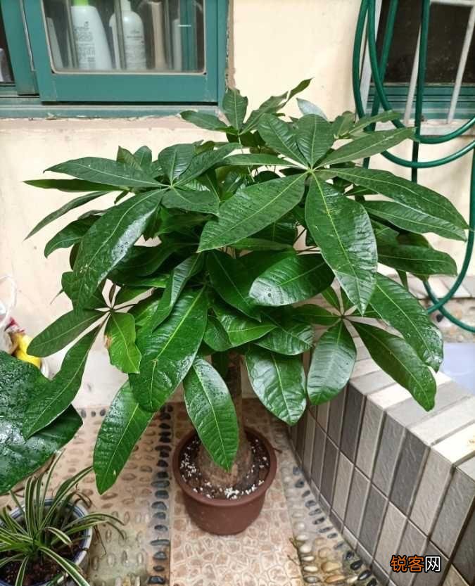 10种“吉利花” 十种旺财又旺宅的植物