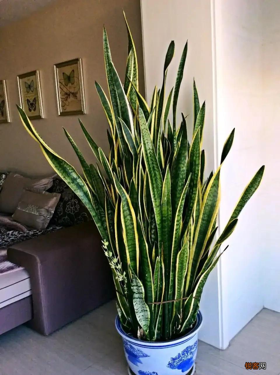 10种“吉利花” 十种旺财又旺宅的植物