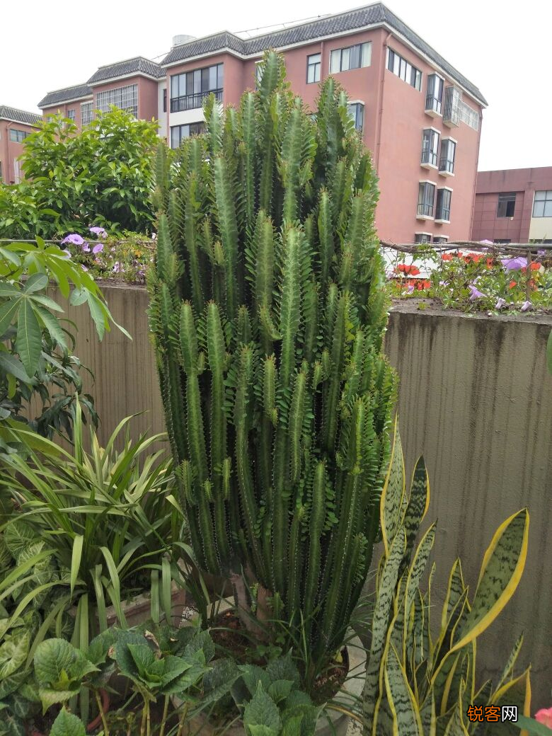 10种“吉利花” 十种旺财又旺宅的植物