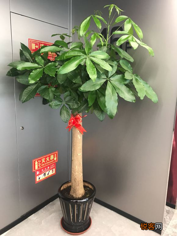 10种“吉利花” 十种旺财又旺宅的植物