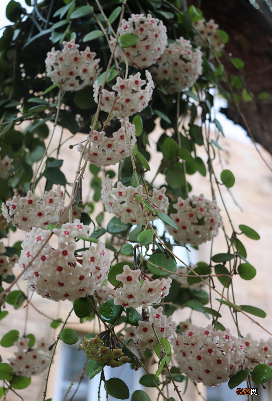 10种“吉利花” 十种旺财又旺宅的植物