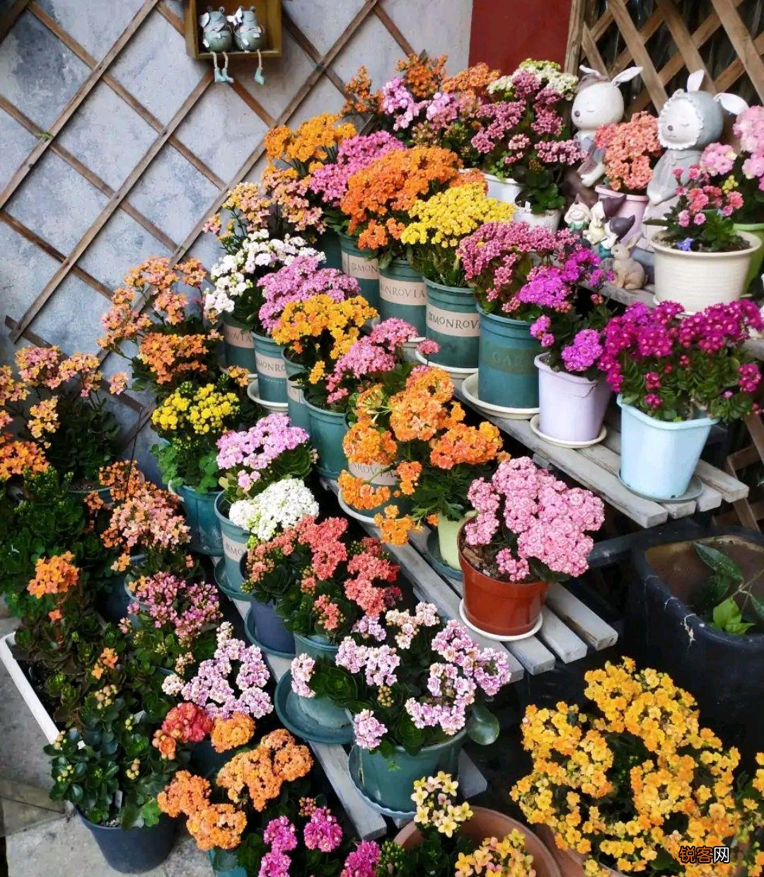 10种“吉利花” 十种旺财又旺宅的植物
