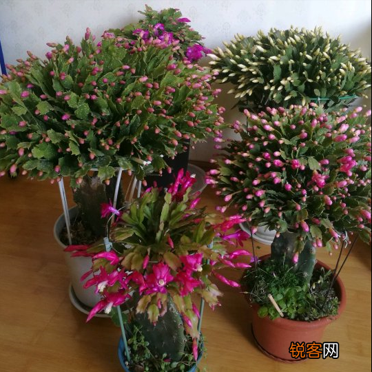10种“吉利花” 十种旺财又旺宅的植物