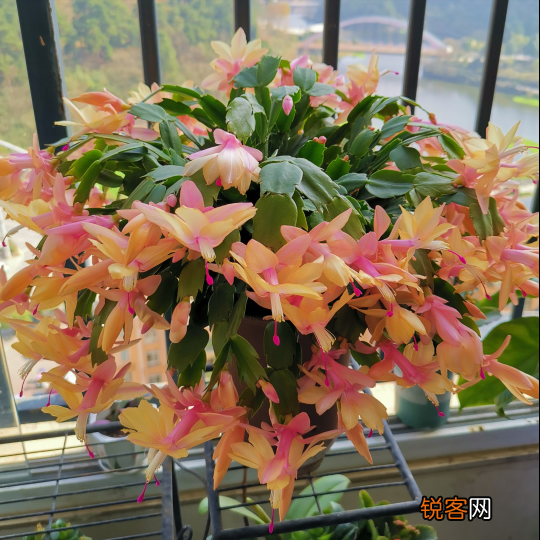 10种“吉利花” 十种旺财又旺宅的植物