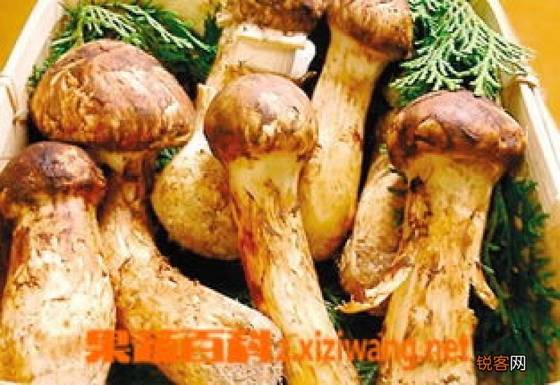 松茸如何保存 松茸怎么保存