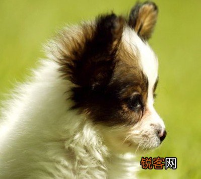 梦见被自己的狗咬了预示着什么 梦见被狗咬象征什么及怎么应对