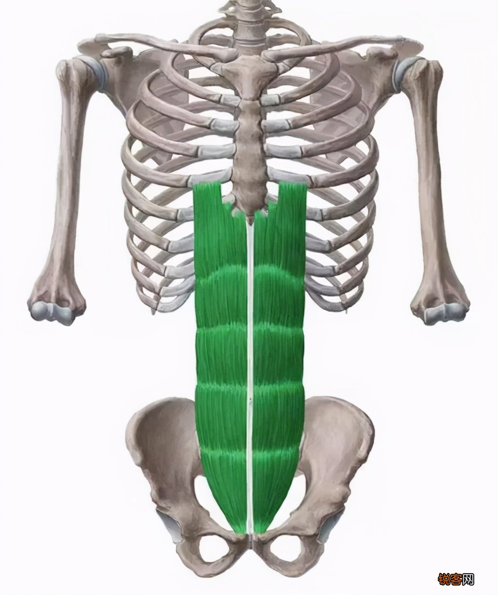 马甲线怎么练如何快速练出腹肌马甲线