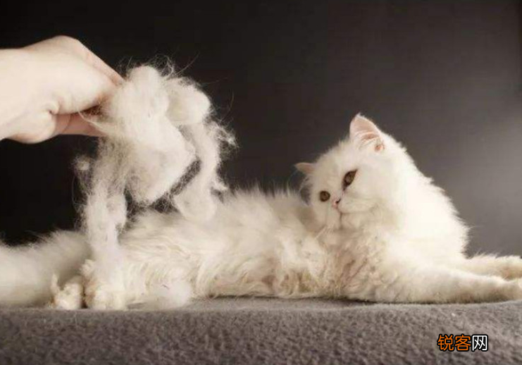 养猫对人的巨大危害 这7个“后果”会伴随你