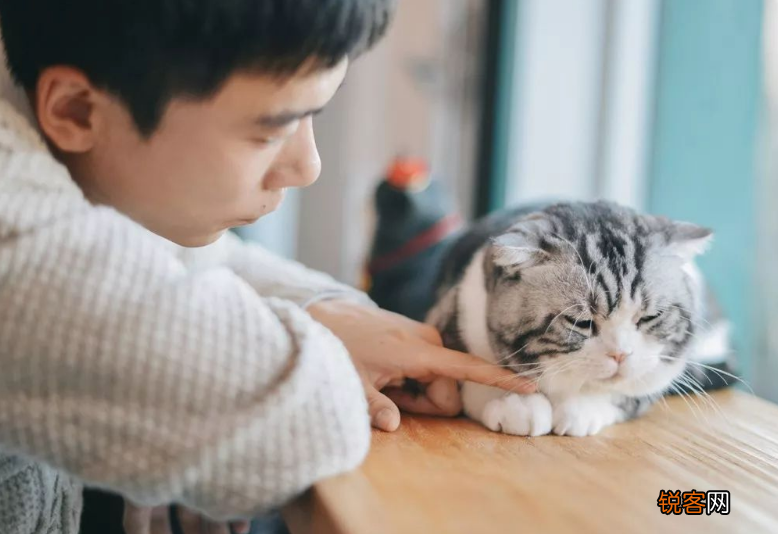 养猫对人的巨大危害 这7个“后果”会伴随你