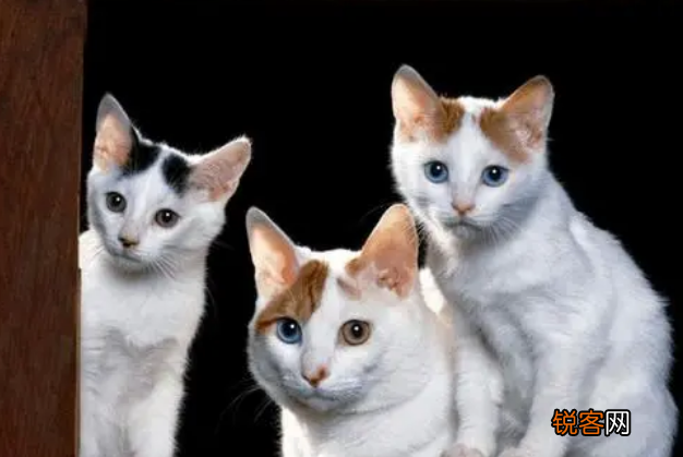 养猫对人的巨大危害 这7个“后果”会伴随你