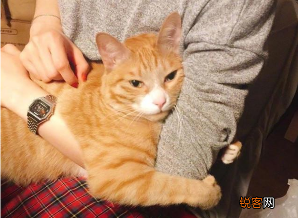 养猫对人的巨大危害 这7个“后果”会伴随你