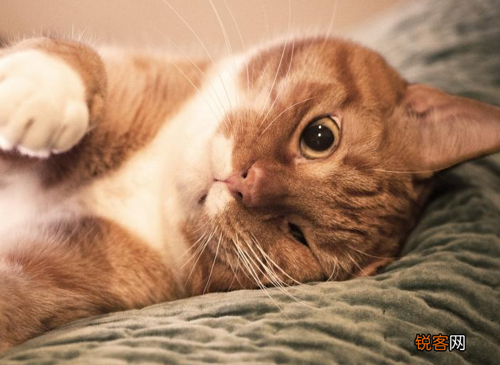 养猫对人的巨大危害 这7个“后果”会伴随你