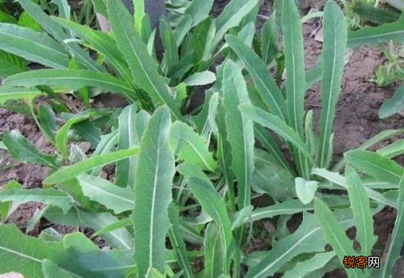苦麻菜有哪些人不能吃