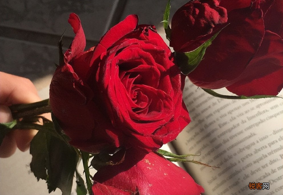 新婚祝福语2022最火 结婚祝福语高级一点的文案