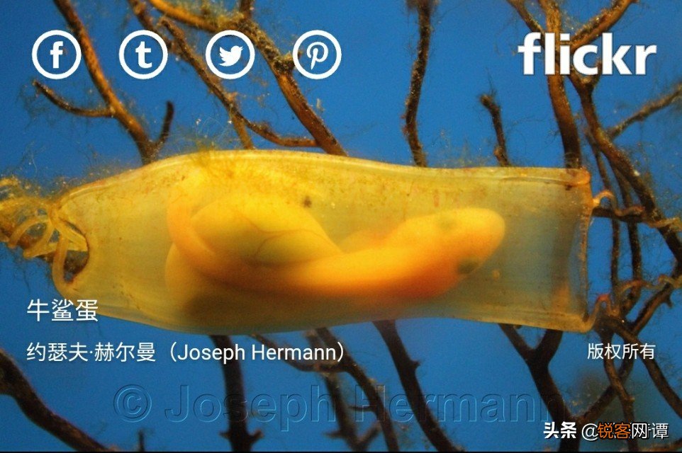 15个罕见神奇动物事实 长有吸血鬼牙齿的食草动物，正方形的海星