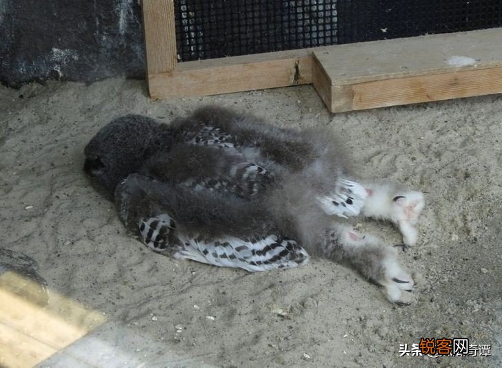 15个罕见神奇动物事实 长有吸血鬼牙齿的食草动物，正方形的海星