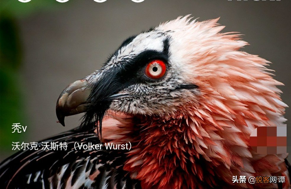 15个罕见神奇动物事实 长有吸血鬼牙齿的食草动物，正方形的海星