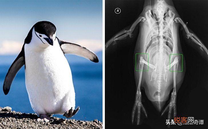 15个罕见神奇动物事实 长有吸血鬼牙齿的食草动物，正方形的海星