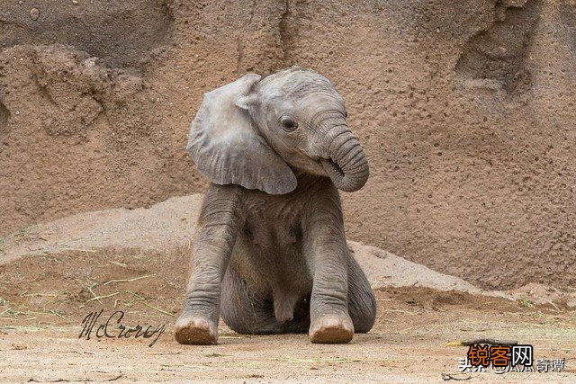 15个罕见神奇动物事实 长有吸血鬼牙齿的食草动物，正方形的海星