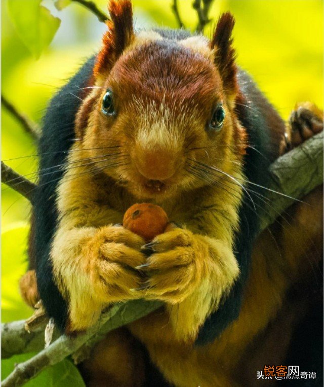 15个罕见神奇动物事实 长有吸血鬼牙齿的食草动物，正方形的海星