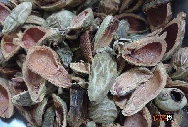 长期嚼槟榔的危害有多大 为什么还有那么多人爱嚼