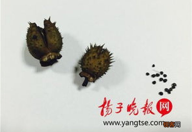 曼陀罗种子泡酒的功效