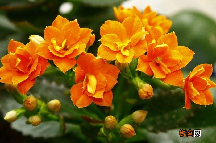 花的象征意义有哪些 20种花的花语代表不同意义