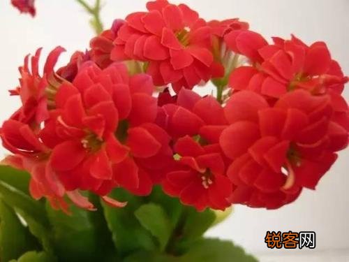 花的象征意义有哪些 20种花的花语代表不同意义