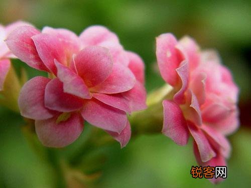花的象征意义有哪些 20种花的花语代表不同意义
