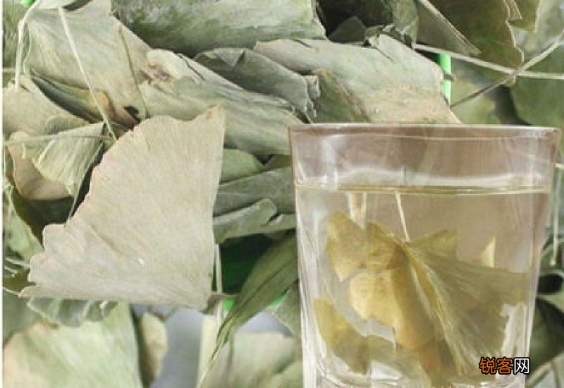 白果叶子泡水喝的功效和作用