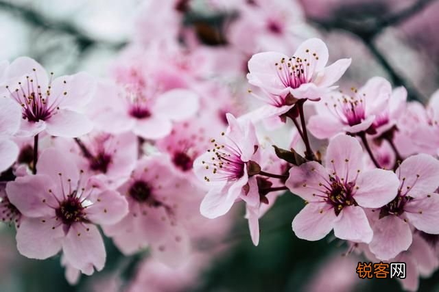 花非花古诗 白居易
