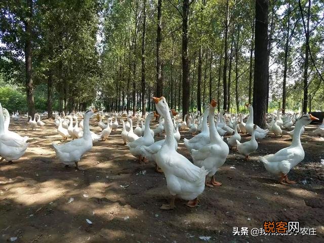 为什么有人说养鹅是个“小投资高回报”的行业？