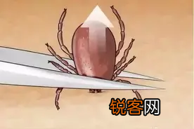 蜱虫怕什么东西 家庭处理蜱虫方法