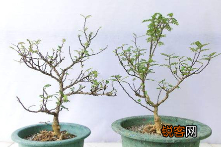 胡椒木的养殖方法和注意事项 一年四季清香四溢