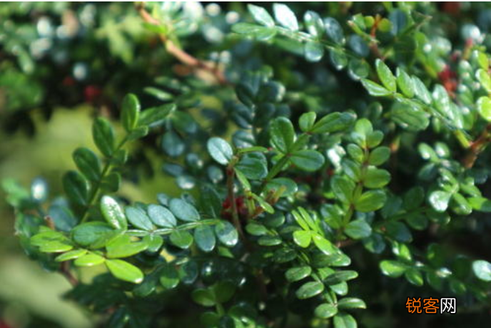胡椒木的养殖方法和注意事项 一年四季清香四溢