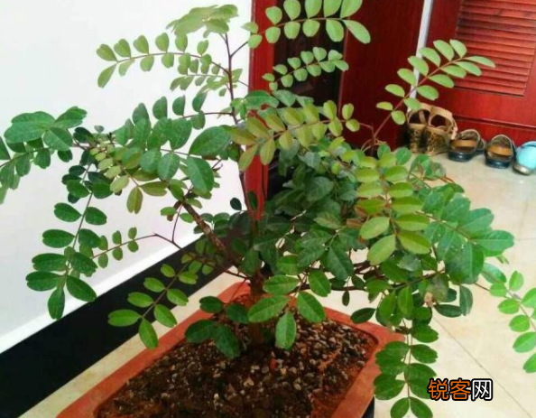 胡椒木的养殖方法和注意事项 一年四季清香四溢