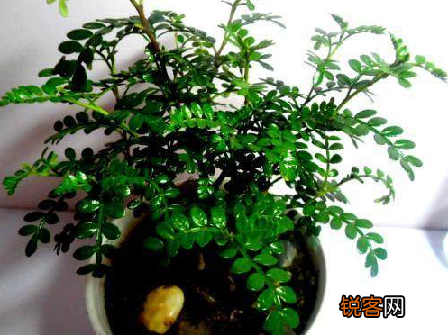 胡椒木的养殖方法和注意事项 一年四季清香四溢