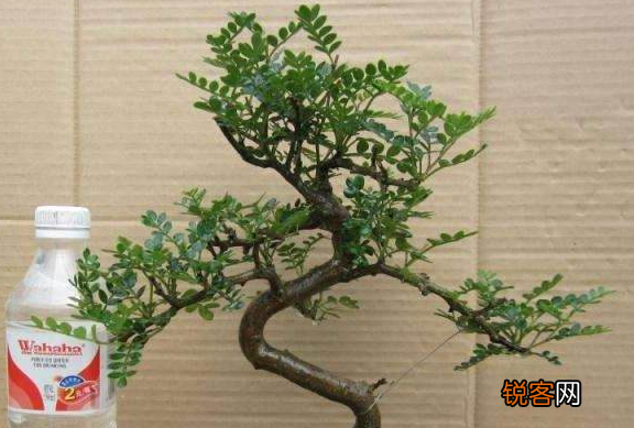 胡椒木的养殖方法和注意事项 一年四季清香四溢