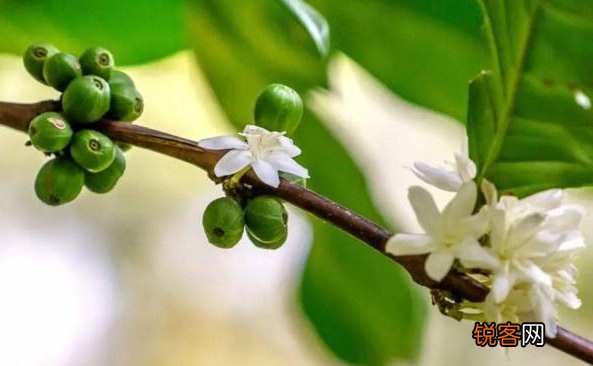 胡椒木的养殖方法和注意事项 一年四季清香四溢