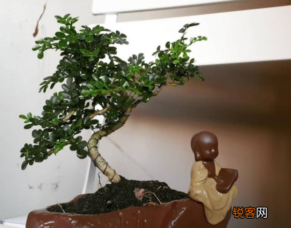 胡椒木的养殖方法和注意事项 一年四季清香四溢