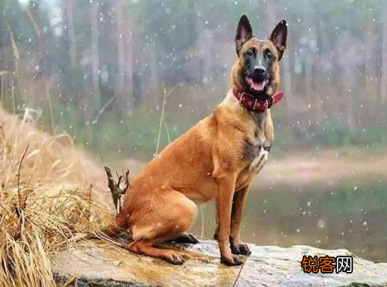 为什么越来越多人养“马犬” 网友：养了就不想换狗了