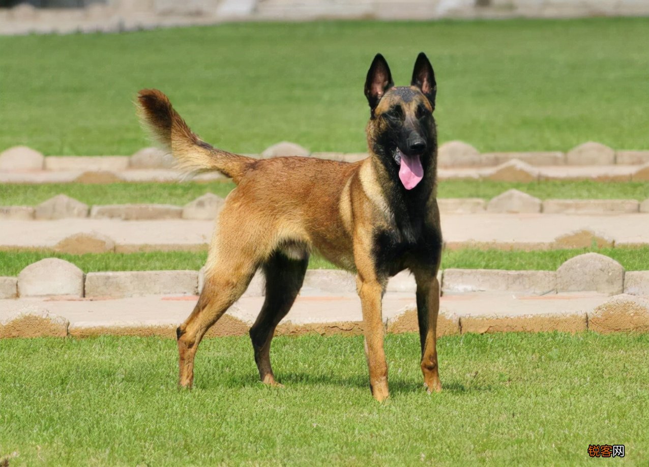为什么越来越多人养“马犬” 网友：养了就不想换狗了
