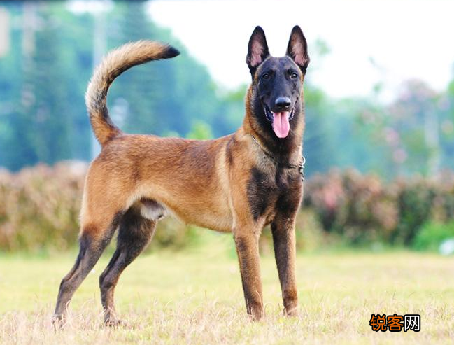为什么越来越多人养“马犬” 网友：养了就不想换狗了