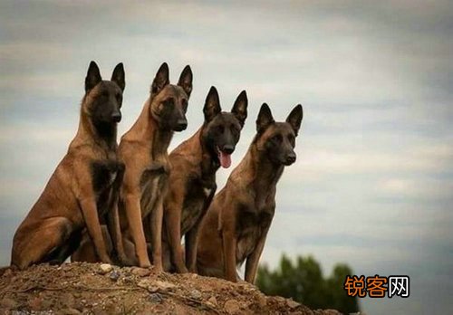 为什么越来越多人养“马犬” 网友：养了就不想换狗了
