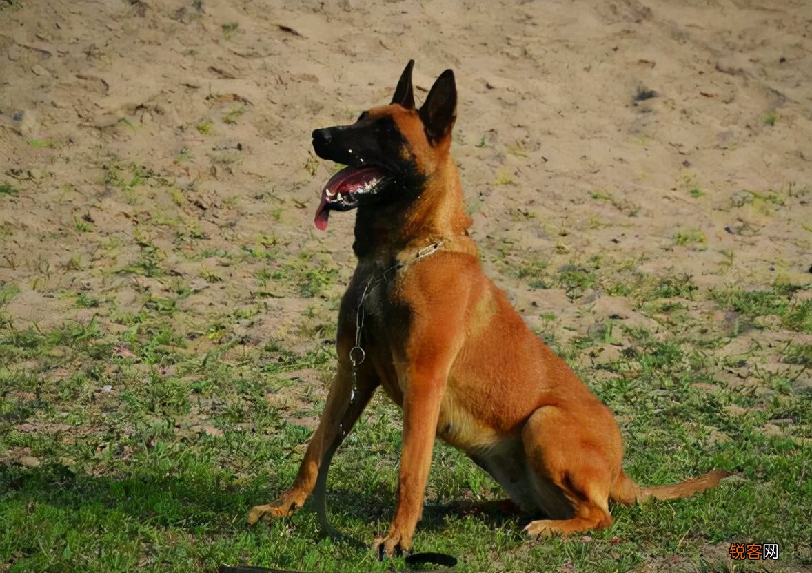 为什么越来越多人养“马犬” 网友：养了就不想换狗了