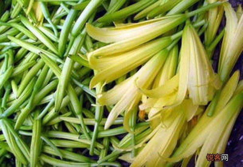 新鲜黄花菜有毒吗?怎么吃