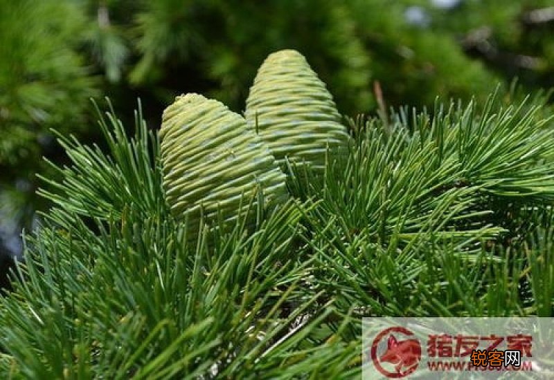 松树菇的功效与作用